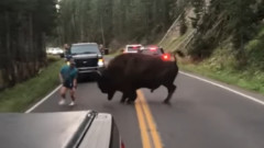 VIDEO: Imagini naucitoare cu un barbat ce vrea sa se ia la bataie cu un bizon. Ce a patit