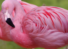 Pasarile flamingo nu sunt de fapt roz. Cum arata in realitate