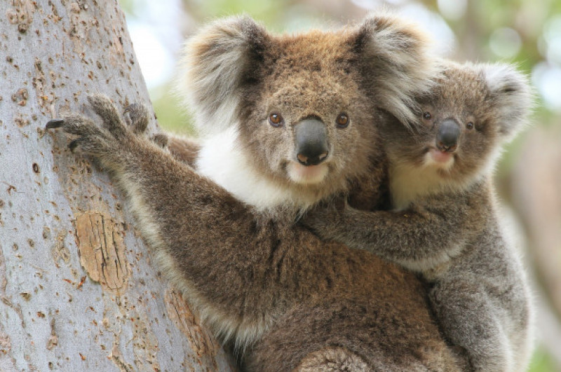 koalasi pui in copac