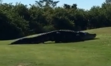 Un bărbat a auzit un zgomot ciudat la ușă, când a deschis-o a fost atacat de un aligator. Cum a ajuns reptila în fața casei sale