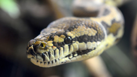 Momentul când un piton de peste trei metri atacă un bărbat. Șarpele a intrat în casă pe fereastra deschis