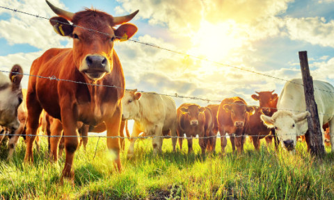 Vacile sunt mai inteligente decât credem. Biologii austrieci au dovedit că sunt capabile să folosească unelte