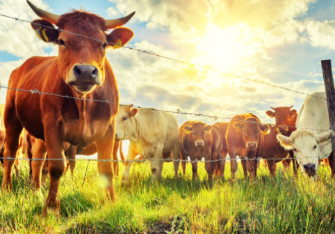 Vacile sunt mai inteligente decât credem. Biologii austrieci au dovedit că sunt capabile să folosească unelte