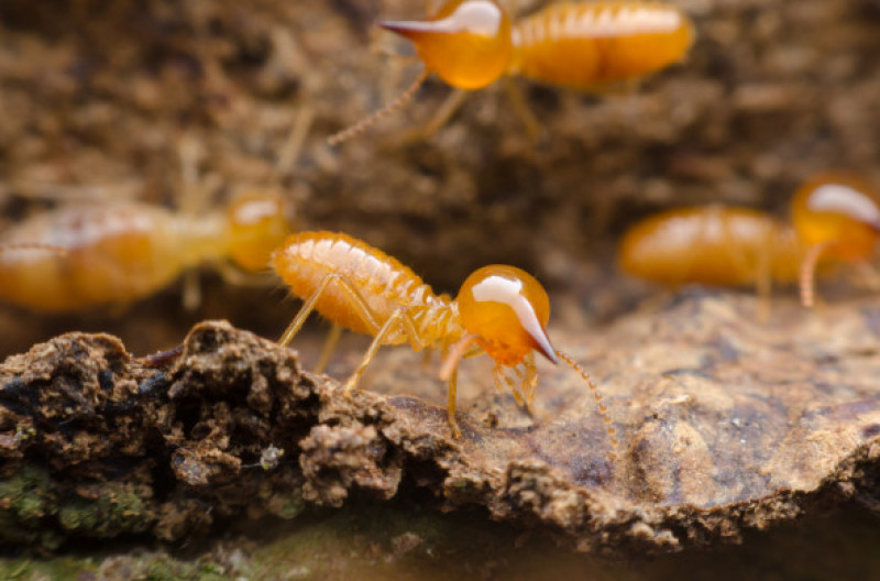 termite (3)