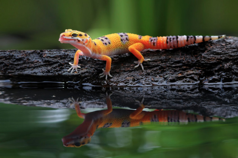 Soparla gecko care sta langa apa