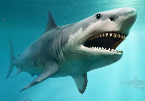 Rechini „drogați” în Bahamas: cocaină și cafeină găsite în organismul lor. Poluarea umană ajunge până în adâncul oceanelor