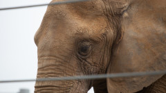 “Cel mai trist elefant din lume” a murit dupa 43 de ani petrecuti in captivitate