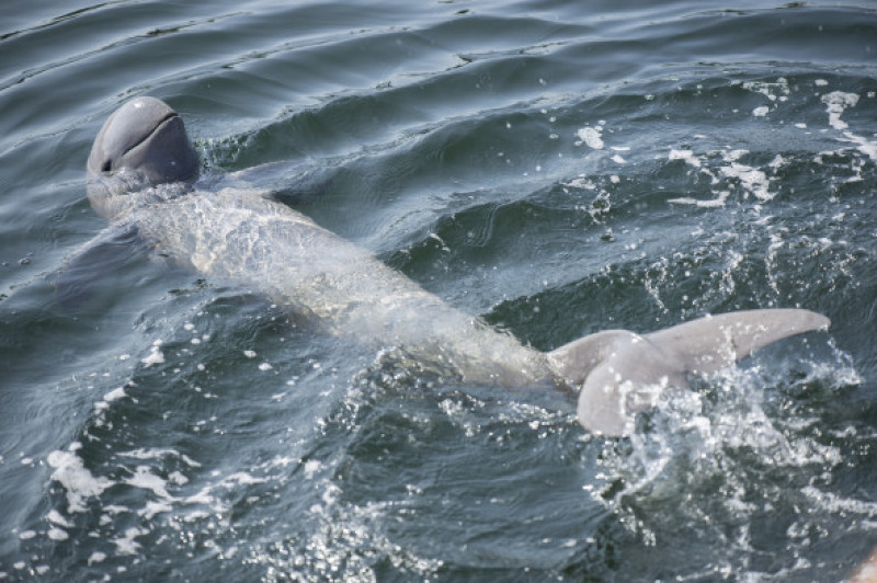 delfin de rau Irrawaddy cambodgia care inoata pe spate