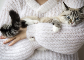 Ce rasă de pisică ți se potrivește în funcție de zodie. Astrele dezvăluie felina care îți oglindește personalitatea