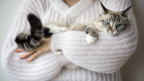 Ce rasă de pisică ți se potrivește în funcție de zodie. Astrele dezvăluie felina care îți oglindește personalitatea