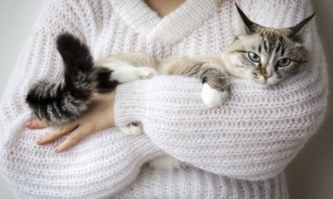 Ce rasă de pisică ți se potrivește în funcție de zodie. Astrele dezvăluie felina care îți oglindește personalitatea