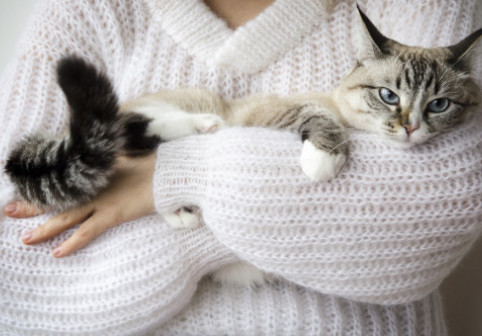 Ce rasă de pisică ți se potrivește în funcție de zodie. Astrele dezvăluie felina care îți oglindește personalitatea