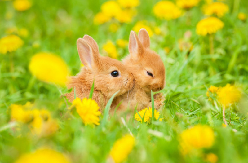 doi iepuri in iarba