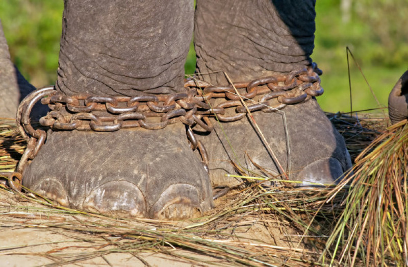 picioare de elefant chinuit in lanturi