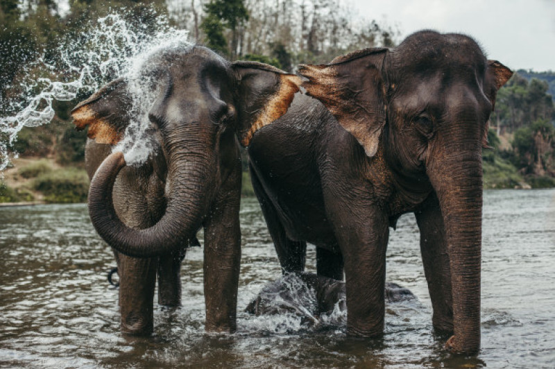 elefanti asiatici in rau