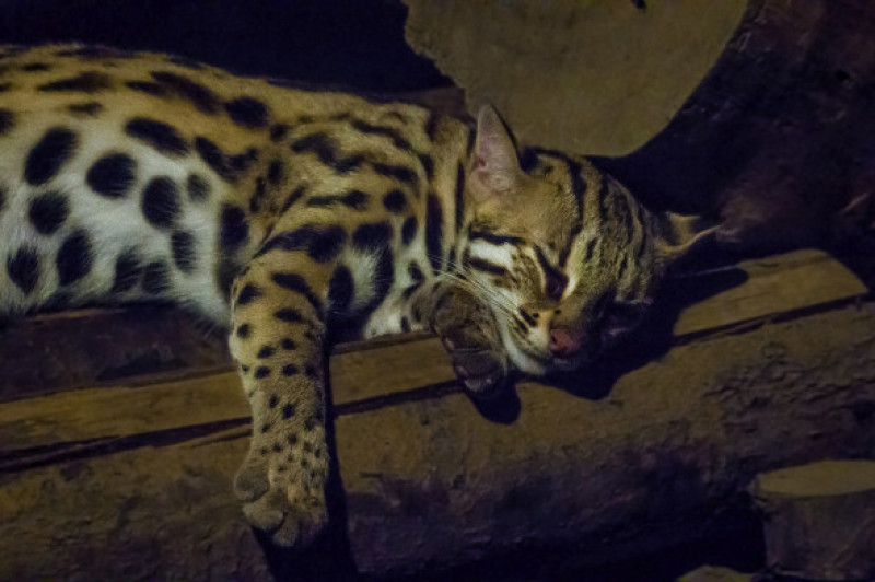 pisica leopard Prionailurus bengalensis