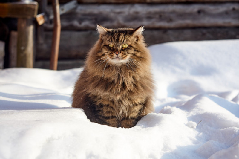 Pisica Siberiana