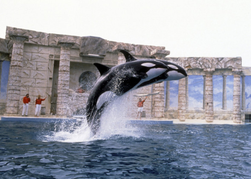 balene ucigase in captivitate