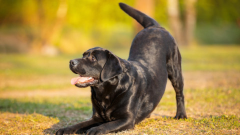 Acest câine are un nume absolut hilar: „Mama mea refuză să-mi plimbe câinele pentru că numele lui e prea jenant”
