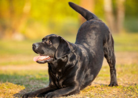 Acest câine are un nume absolut hilar: „Mama mea refuză să-mi plimbe câinele pentru că numele lui e prea jenant”
