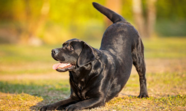 Acest câine are un nume absolut hilar: „Mama mea refuză să-mi plimbe câinele pentru că numele lui e prea jenant”