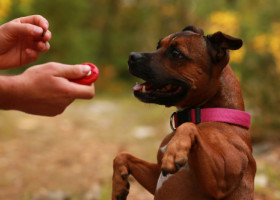 Trei greșeli care pot scurta viața animalelor de companie. Un medic veterinar trage un semnal de alarmă