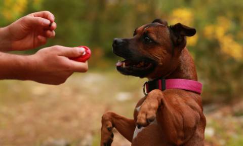 Trei greșeli care pot scurta viața animalelor de companie. Un medic veterinar trage un semnal de alarmă
