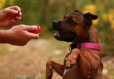 Trei greșeli care pot scurta viața animalelor de companie. Un medic veterinar trage un semnal de alarmă