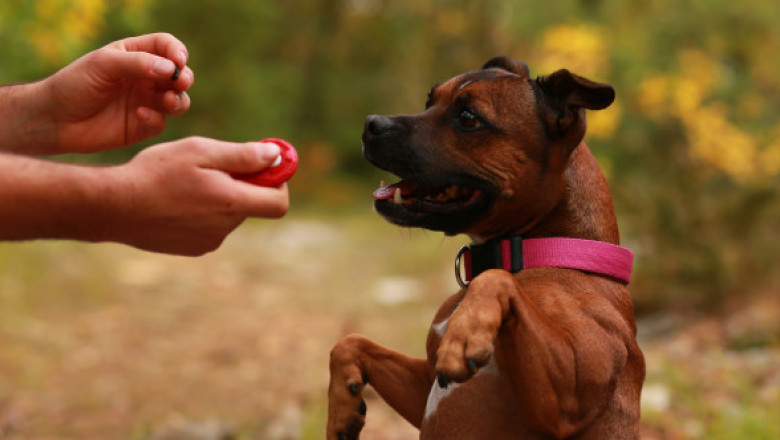 Trei greșeli care pot scurta viața animalelor de companie. Un medic veterinar trage un semnal de alarmă