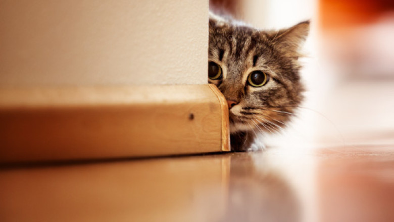 O pisică își forțează stăpâna să treacă printr-un moment stânjenitor în fiecare zi. Gestul pe care felina îl face noaptea