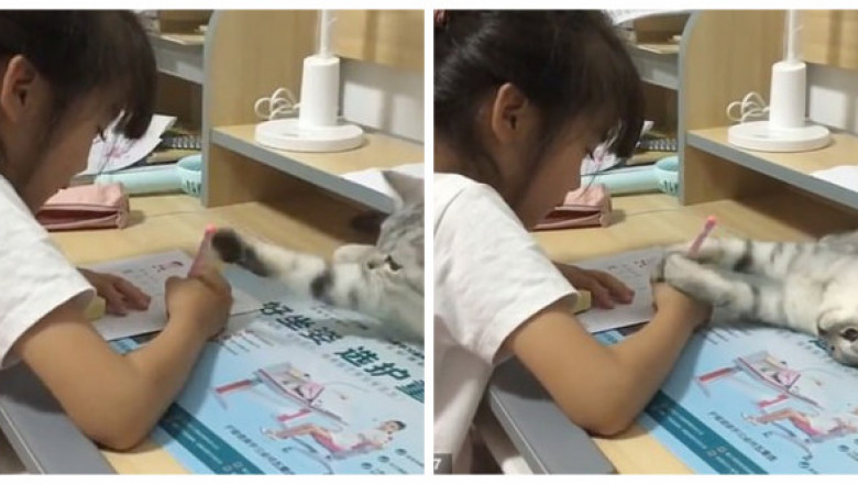 Momentul amuzant în care o pisică încearcă să-i distragă atenția unei fetițe care își face temele. Imaginile sunt virale