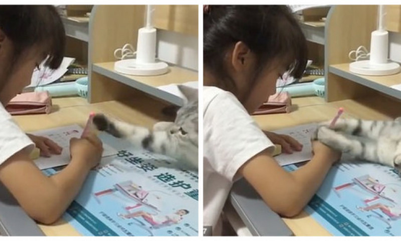 Momentul amuzant în care o pisică încearcă să-i distragă atenția unei fetițe care își face temele. Imaginile sunt virale