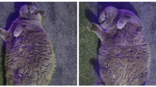 Apelul disperat către vecini al unei femei care deține o pisică: ”Vă rog, nu-i mai dați mâncare. E din ce în ce mai grasă!”