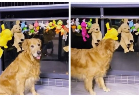Un câine s-a trezit în miezul nopții ca să păzească jucăriile spălate și lăsate la uscat în balcon: ”Se temea să nu-i fie furate!”