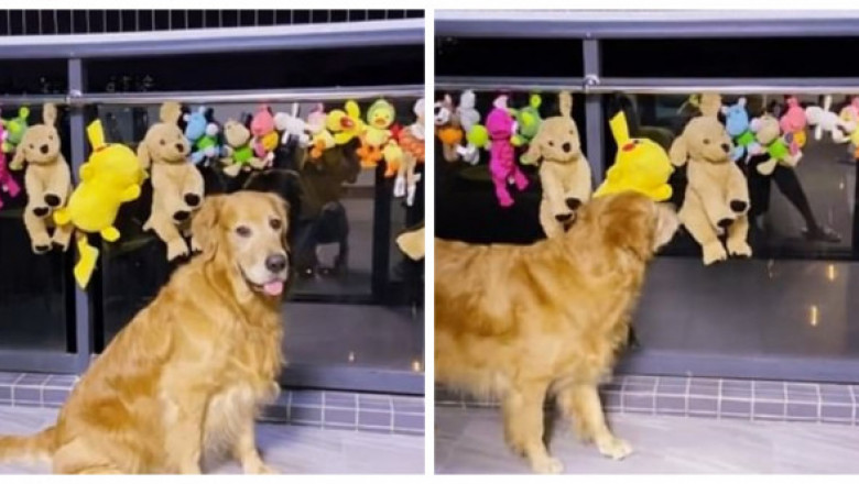 Un câine s-a trezit în miezul nopții ca să păzească jucăriile spălate și lăsate la uscat în balcon: ”Se temea să nu-i fie furate!”