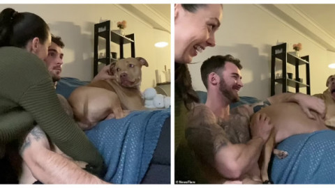 Reacția unui câine atunci când își vede stăpânii sărutându-se. Imaginile sunt virale: ”Când realizezi că ești a cincea roată la căruță”