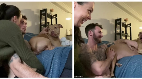 Reacția unui câine atunci când își vede stăpânii sărutându-se. Imaginile sunt virale: ”Când realizezi că ești a treia roată la căruță!”
