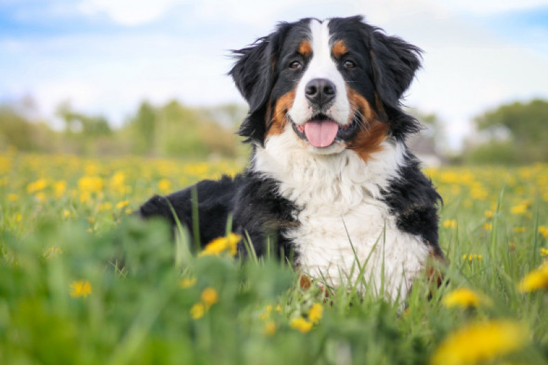 Happy,Bernese,Mountain,Dog,In,Beautiful,Spring,Flowerd,Field.,Spring