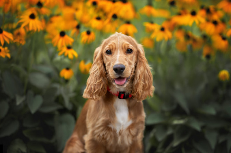 Happy,English,Cocker,Spaniel,Puppy,Portrait,With,Blooming,Flowers,In