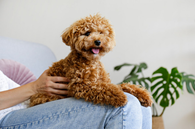 Adorable,Toy,Poodle,Puppy,In,Arms,Of,Its,Loving,Owner.