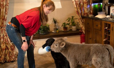 Un vițel nou-născut a fost adus într-o casă unde se afla un câine. Ce s-a întâmplat apoi e viral
