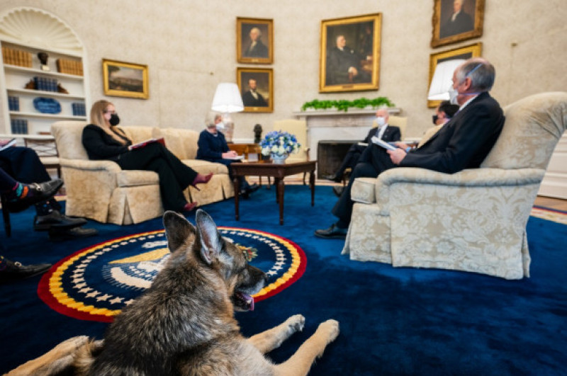 The Biden Family Dogs