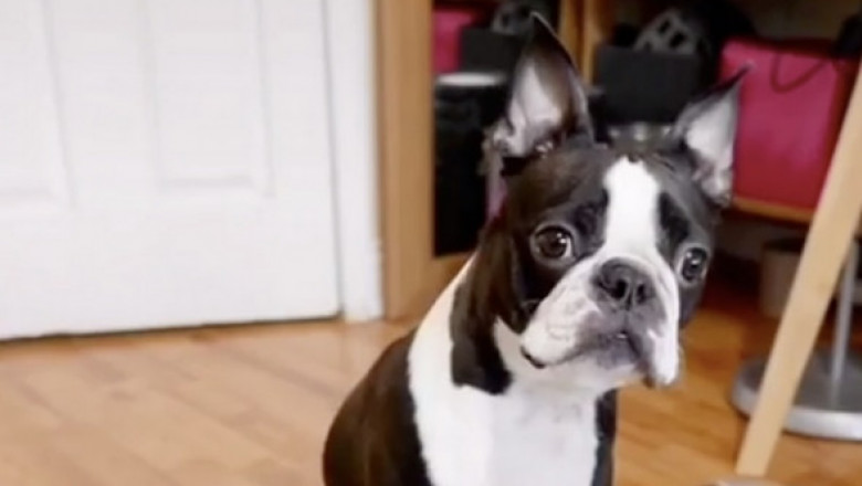 Cum reacționează un câine când stăpânul lui decide să-l pună la dietă. Imaginile inedite au fost văzute de 36 milioane de persoane