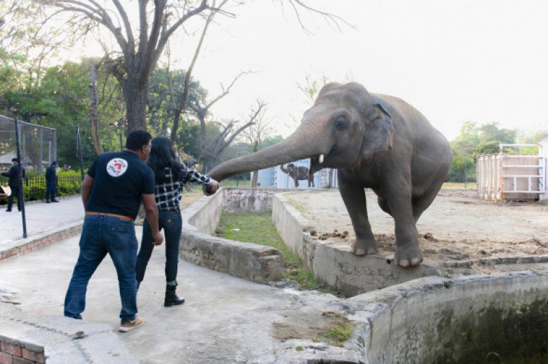 Cher şi elefantul Kavaan