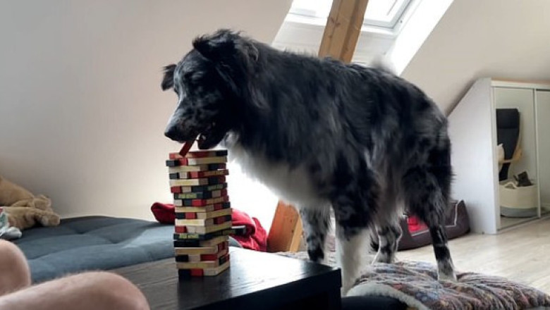 Un ciobănesc australian joacă Jenga cu stapănul său: