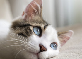 Cum își ajută o pisică stăpâna care se confruntă cu deficiență de auz. Felina i-a lăsat pe internauți cu lacrimi în ochi