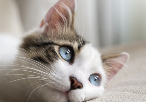 Cum își ajută o pisică stăpâna care se confruntă cu deficiență de auz. Felina i-a lăsat pe internauți cu lacrimi în ochi