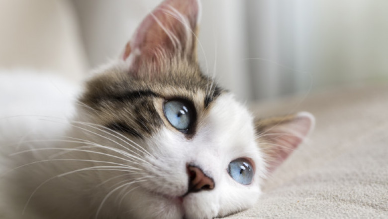 Cum își ajută o pisică stăpâna care se confruntă cu deficiență de auz. Felina i-a lăsat pe internauți cu lacrimi în ochi