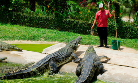 Momentul în care un bărbat alungă un crocodil din curtea casei sale folosindu-se de un tomberon. Imaginile inedite sunt virale