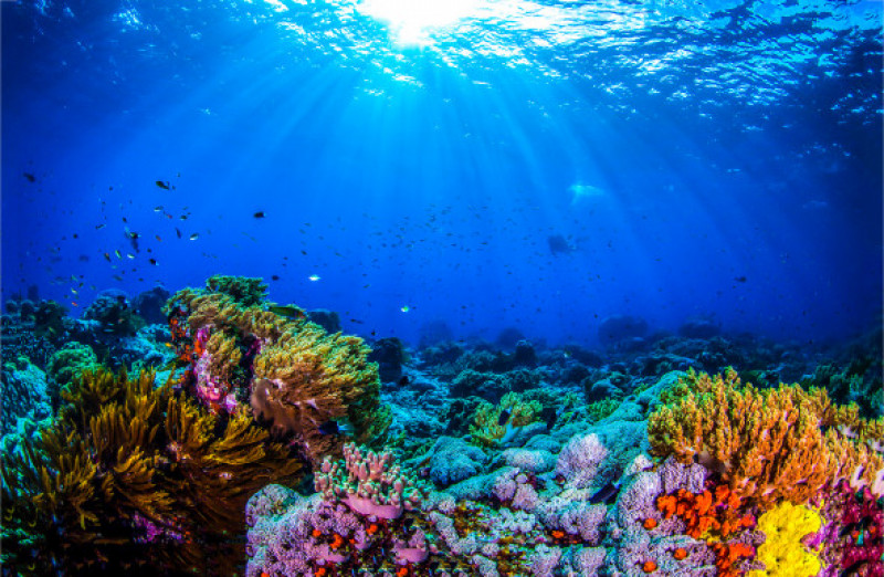 Ocean,Coral,Reef,Underwater.,Sea,World,Under,Water,Background